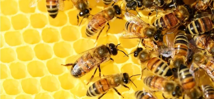 Dodatkowy nabór na rozwój pszczelarstwa